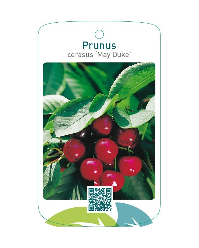 Prunus cerasus ‘May Duke’ (Meikers)
