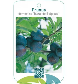 Prunus domestica ‘Bleue de Belgique’