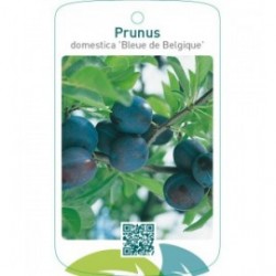Prunus domestica ‘Bleue de Belgique’