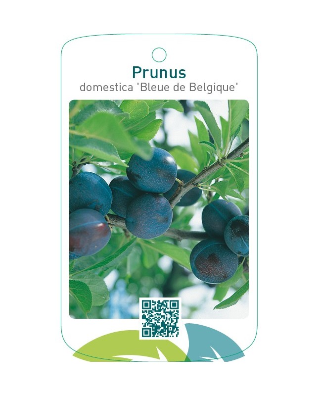 Prunus domestica ‘Bleue de Belgique’