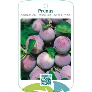Prunus domestica ‘Reine Claude d`Althan’
