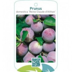 Prunus domestica ‘Reine Claude d`Althan’