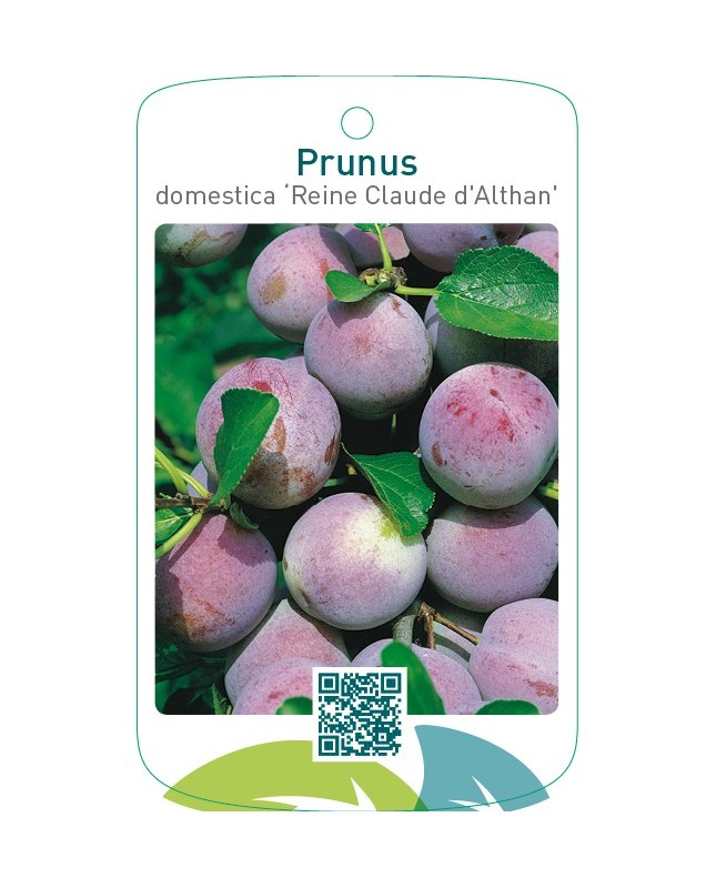Prunus domestica ‘Reine Claude d`Althan’