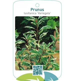 Prunus lusitanica ‘Variegata’