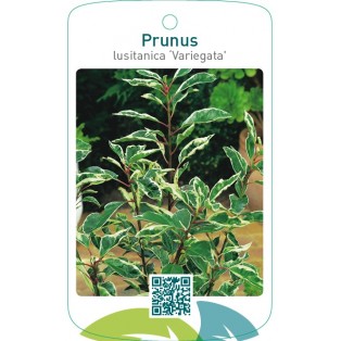 Prunus lusitanica ‘Variegata’