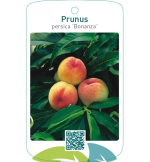 Prunus persica ‘Bonanza’