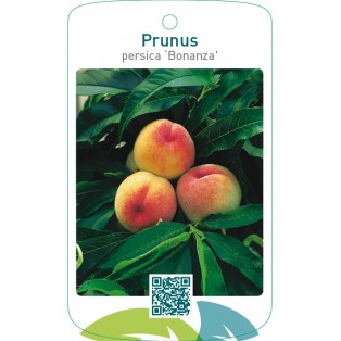 Prunus persica ‘Bonanza’