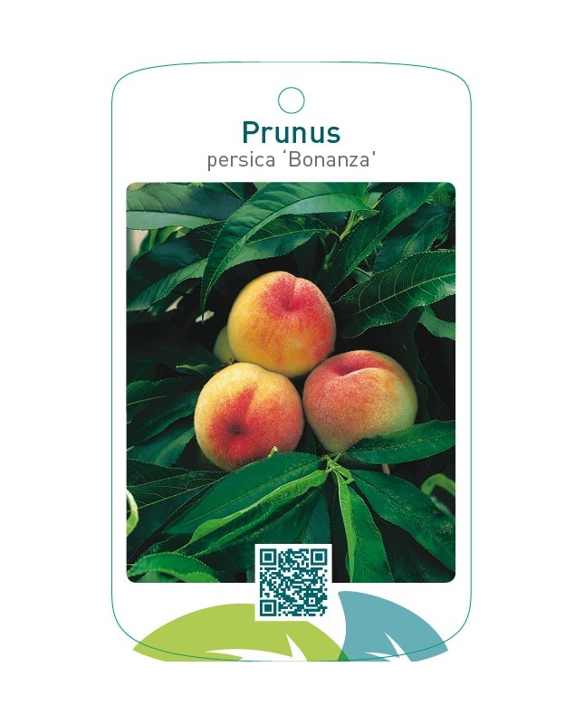 Prunus persica ‘Bonanza’