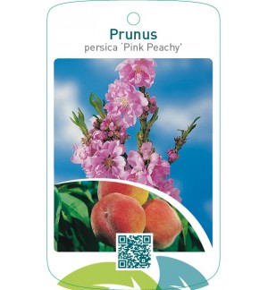 Prunus persica ‘Pink Peachy’