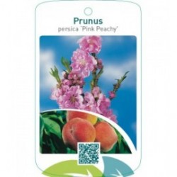 Prunus persica ‘Pink Peachy’