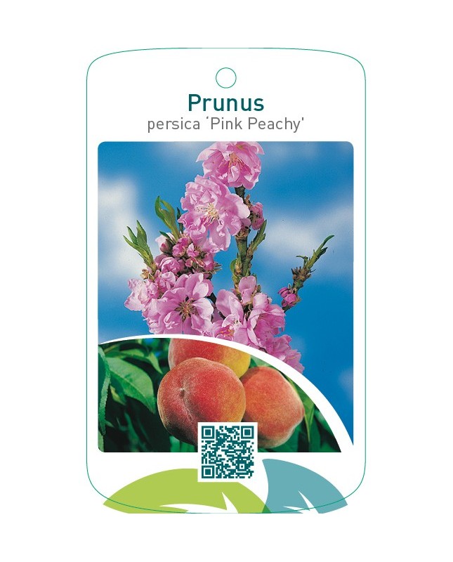 Prunus persica ‘Pink Peachy’