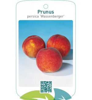 Prunus persica ‘Wassenberger’
