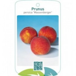 Prunus persica ‘Wassenberger’