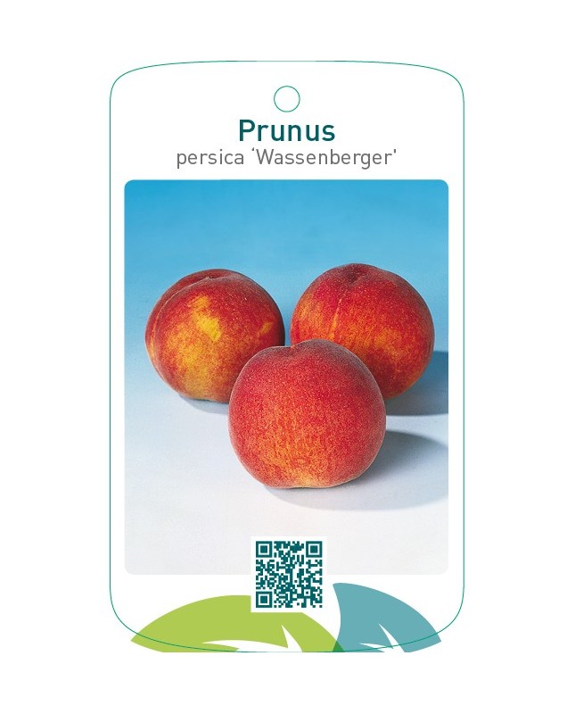 Prunus persica ‘Wassenberger’