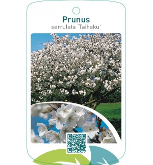 Prunus serrulata ‘Taihaku’