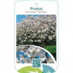 Prunus serrulata ‘Taihaku’