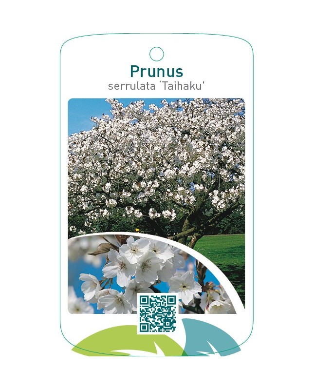 Prunus serrulata ‘Taihaku’