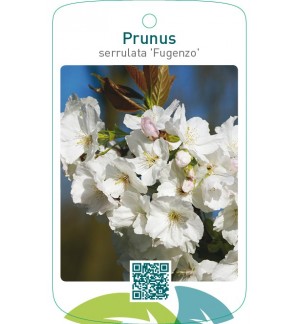 Prunus serrulata ‘Fugenzo’