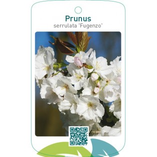Prunus serrulata ‘Fugenzo’