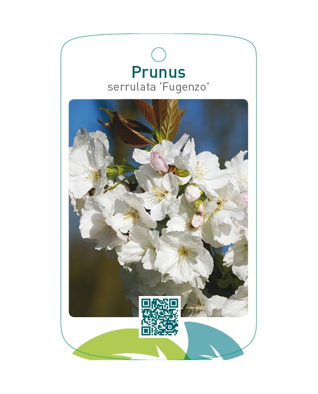 Prunus serrulata ‘Fugenzo’