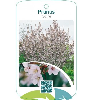 Prunus ‘Spire’