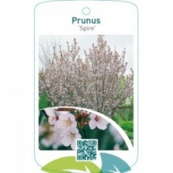 Prunus ‘Spire’