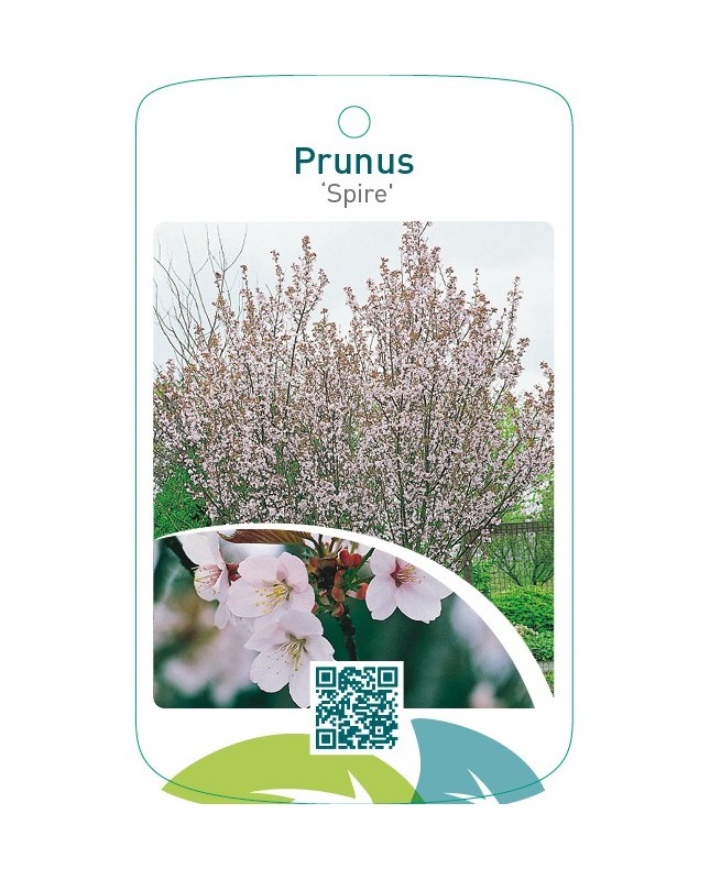 Prunus ‘Spire’