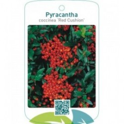 Pyracantha coccinea ‘Red Cushion’