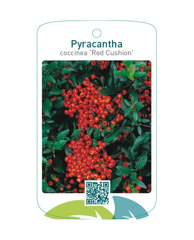 Pyracantha coccinea ‘Red Cushion’