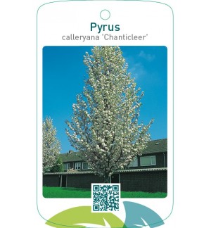 Pyrus calleryana ‘Chanticleer’