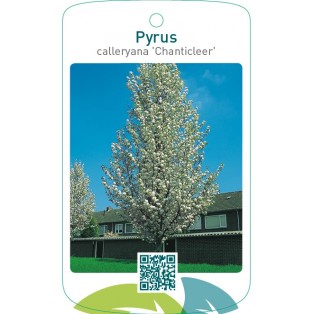Pyrus calleryana ‘Chanticleer’