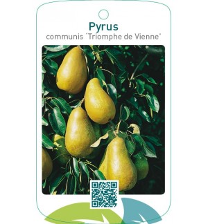 Pyrus communis ‘Triomphe de Vienne’
