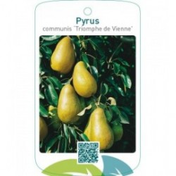 Pyrus communis ‘Triomphe de Vienne’