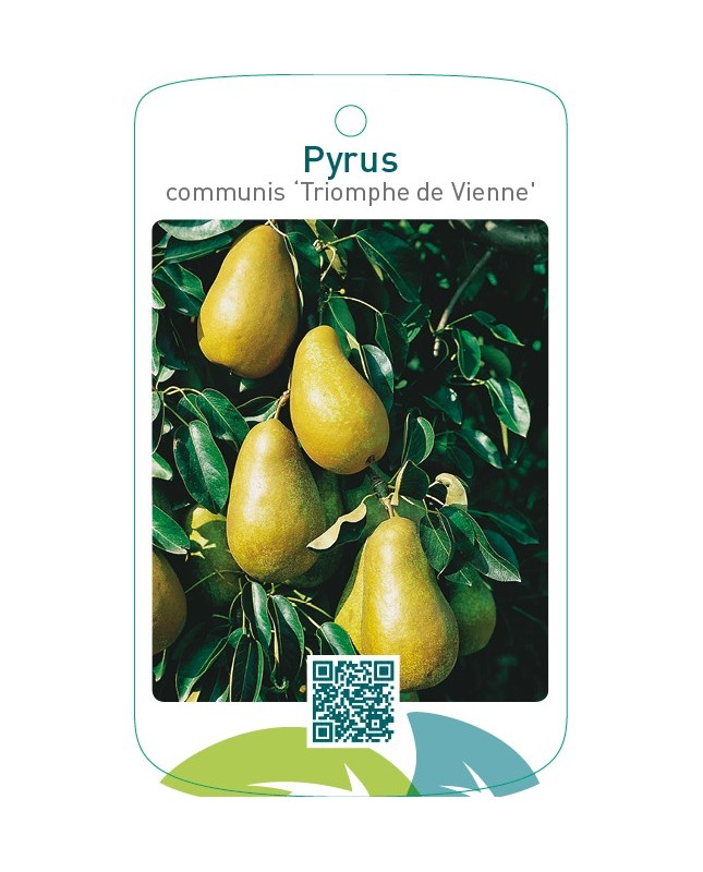 Pyrus communis ‘Triomphe de Vienne’