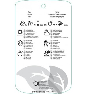 Etichette di Pyrus communis ‘Triomphe di Vienne’ *