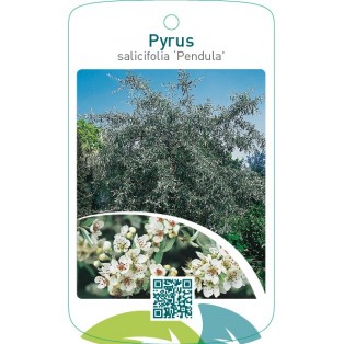 Pyrus salicifolia ‘Pendula’