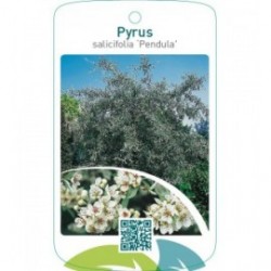 Pyrus salicifolia ‘Pendula’