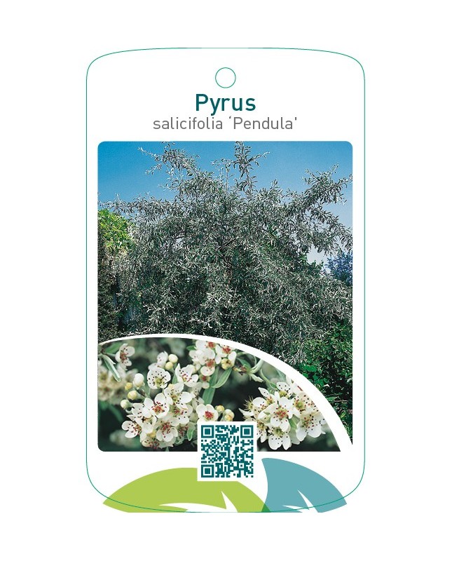 Pyrus salicifolia ‘Pendula’