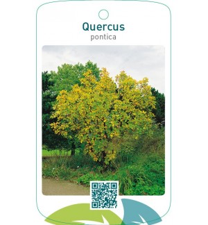 Quercus pontica