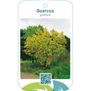Quercus pontica