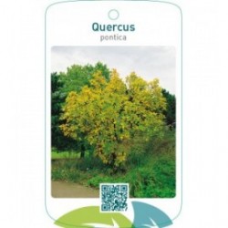 Quercus pontica