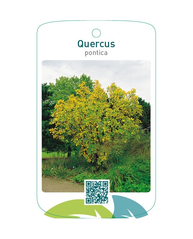 Quercus pontica