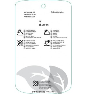 Etichette di Quercus pontica *