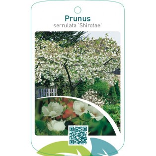 Prunus serrulata ‘Shirotae’