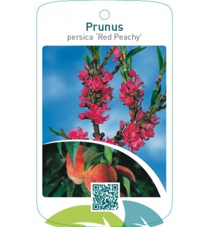 Prunus persica ‘Red Peachy’