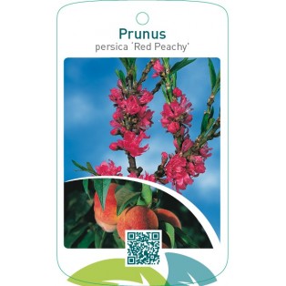 Prunus persica ‘Red Peachy’