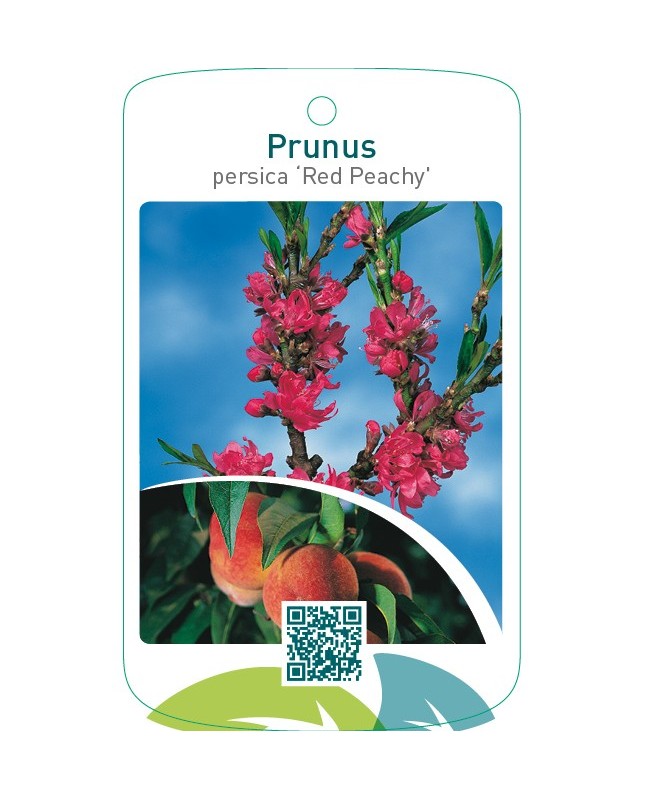 Prunus persica ‘Red Peachy’