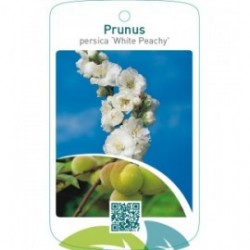 Prunus persica ‘White Peachy’