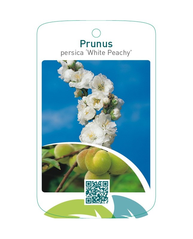 Prunus persica ‘White Peachy’