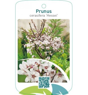 Prunus cerasifera ‘Hessei’